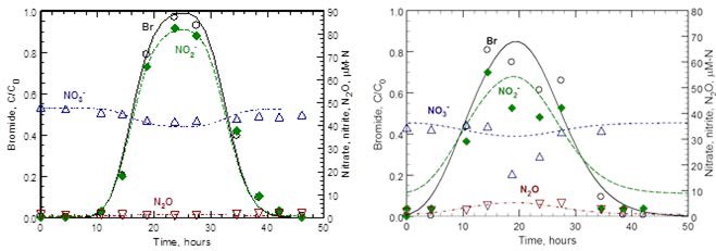 Simulated and experimentally measured breakthrough curves for the second of two tracer tests conducted in June 2014, where bromide and nitrite were injected 100 cm below the lake bottom.