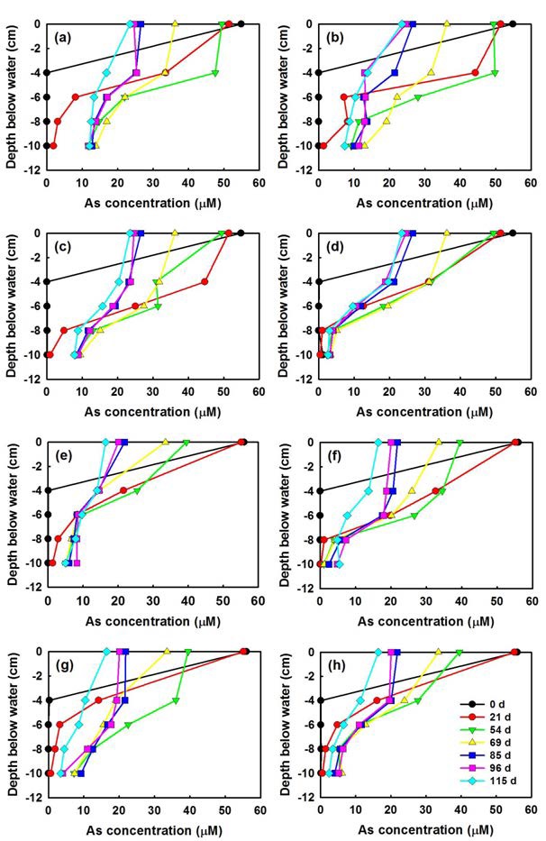 Evolution of pore water As depth profiles in a variety of experimental conditions (obtained from duplicate samples at each time point)