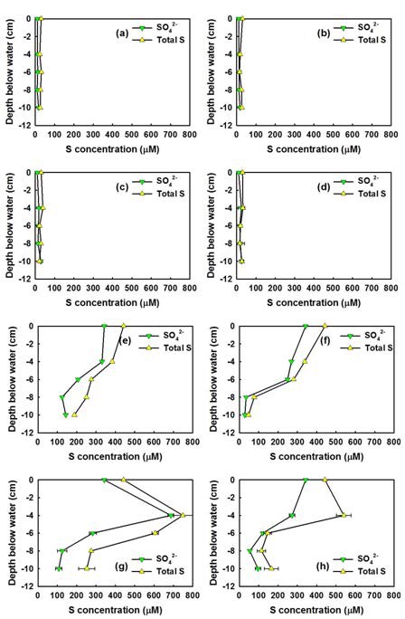 Depth profiles of SO4 2- and total S after exposure to 55 μM As(V) for 115 days in various conditions