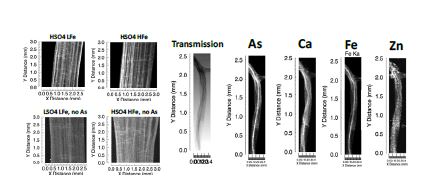 Co-distribution of As and other elements in wetland plants by synchrotron X-ray fluorescence analysis.