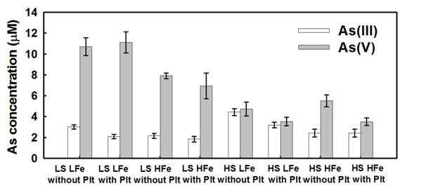 Pore water As species after exposure to 55 μM As(V) for 115 days in a variety of experimental conditions.