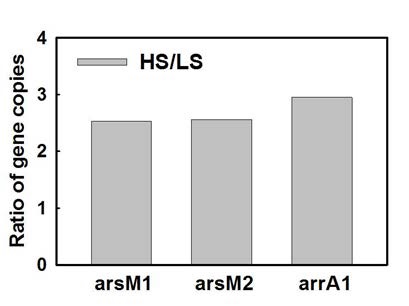 Ratio of gene copies of dissimilatory arsenate-respiring bacteria (arsM1, arsM2, arrA1) between high SO4 2- and low SO4 2- treatments after exposure to55 μM As(V) for 115 days