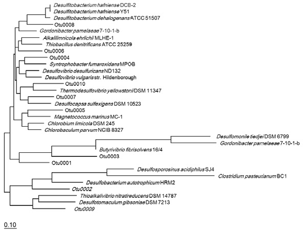 가장 개체수가 많은 10개의 dsrA 유전자 OTU에 대한 계통발생학적 유사성을 나타내는 계통수.