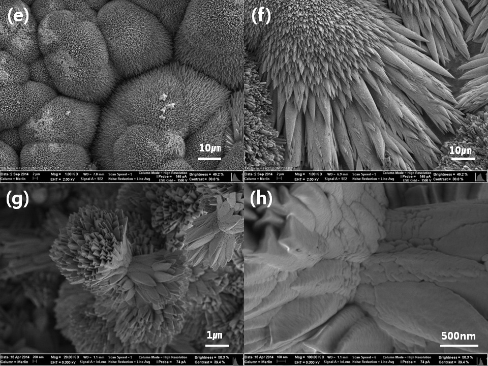 Fig. 3-7-5b. SEM images. retention time (60 hr) (e and f, scale bar: 10 ㎛), (g, scale bar: 1 ㎛) and (h, scale bar: 500 nm).