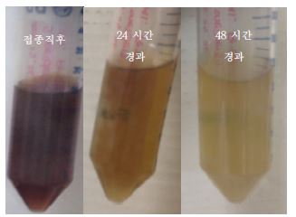 Fig. 3-10-1. S.Oneidensis MR-1의 pH 8 조건에서의 환원능력 실험. Fe(III)-citrate에 의해 적갈색 이던 배양액의 색이 S.Oneidensis MR-1의 환원 능력에 의해 환원되어 점차 밝아졌다