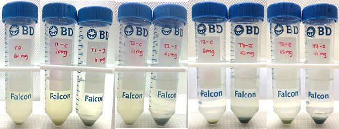Fig. 3-10-2. NAu-1 과 S.Onediensis MR-1을 M1 medium에서 배양. T0부터 T4 까지 반응이 진행되었다. 각 반응군은 triplet으로 진행되었으며, 대조군으로는 no-bacteria 조건을 사용하였다.