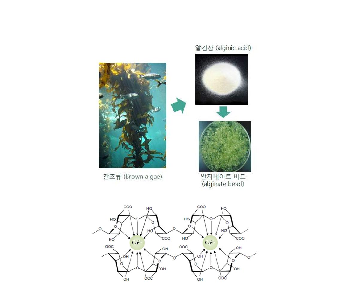 alginate bead의 화학적 구조.