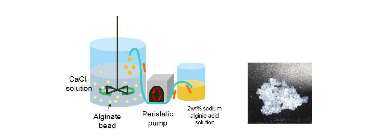 알긴산 비드 합성 모식도 및 알긴산 비드 사진.