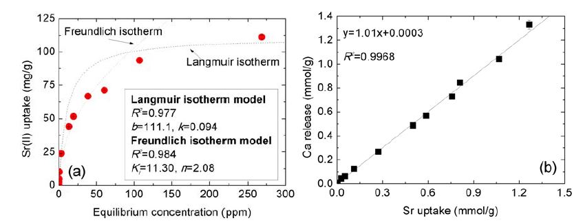 알긴산 비드의 스트론튬 흡착 등온선 (a), 알긴산 비드의 스트론튬 흡착량 대비 칼슘이온의 용출양 (b).