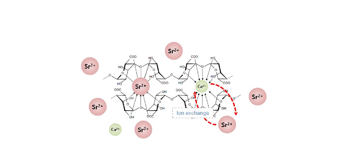 알긴산 비드의 스트론튬 흡착 메커니즘 모식도.