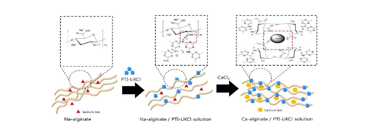 PTI-LiKCl / Ca-alginate 결합에 대한 scheme.