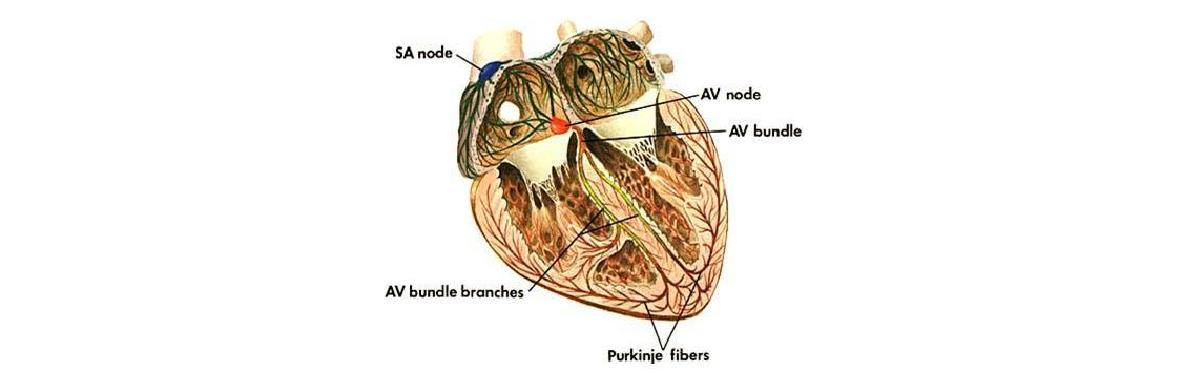 심장 전기신호 발생 위치와 전달경로