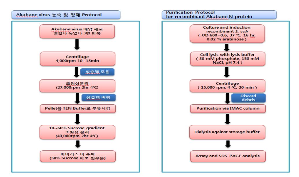 그림 4. 아까바네바이러스 항원과 N 단백질 재조합항원 정제 방법