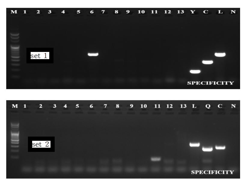 Fig. 6. 유산원인체 검출용 유전자 키트의 특이도 검사