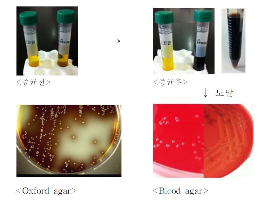 Fig. 2. Listeria monocytogenes분리법 모식도