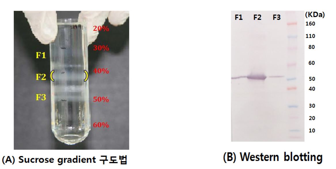 Figure 1. (A ) three visible opague fractions denoted by arrowheads FI,F2 and F3 respectively were clearly viewed after sucrose gradient ultracentrifugation;(B) analysis of the purified IBV KM91 preparation by SDS -PAGE and western blot.