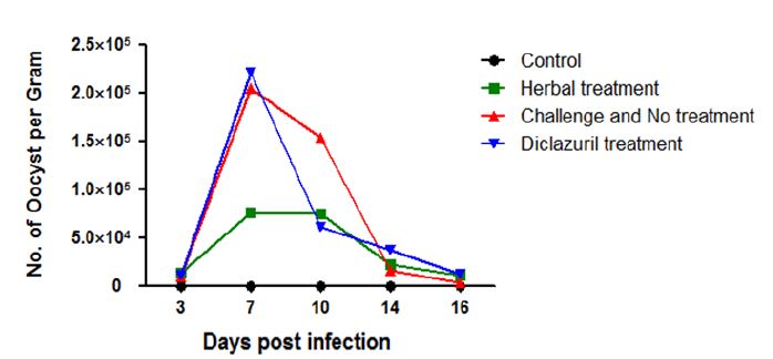 Figure 3. 감염 후 3일에서 16일까지 분변 내 충란의 수