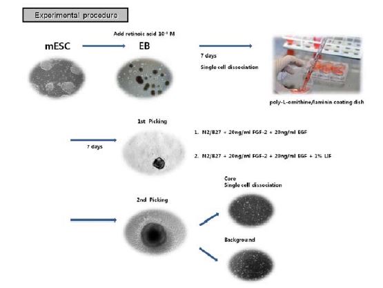 Flowchart of experimental procedure. mESC line (NVRQS-11F) was differentiated to neuronal progenitor cell via EB stage.