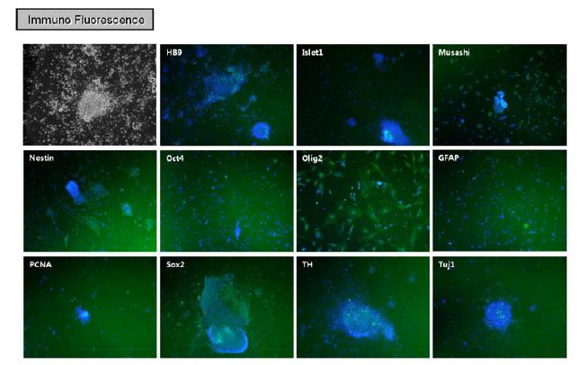 Immunocytochemical characterization of NS or NS-like colony at 12 days after differentiation. Marker proteins of NPCs (nestin and musashi), differentiated neural cell (HB9, islet1, olig2, gfap, pcna , th and tuj1) and undifferentiated cell (oct4 and sox2) were counter-stained with Hoechst (nucleus marker).