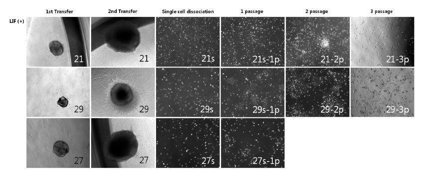 Single cells dissociated from NS colony at day 26 were grown to be bipolar-shaped monolayer cells.
