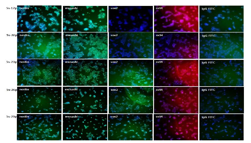 Immunocytochemical characterization of 3rd passage NPC (5s). Marker proteins of NPCs (nestin and musashi) and undifferentiated cell (oct4 and sox2) were counter-stained with Hoechst (nucleus marker)