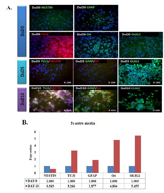 Immunocytochemical identification of marker proteins in 5s line cells during 10 days of differentiation into astrocyte. NPC marker (NESTIN), neuronal lineage marker (TUJ1), glial lineage markers (GFAP, O4, and OLIG2) and undifferentiated marker (OCT4) were counter-stained with Hoechst (nucleus marker).