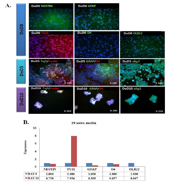 Immunocytochemical identification of marker proteins in 29 line cells during 10 days of differentiation into astrocyte. NPC marker (NESTIN), neuronal lineage marker (TUJ1), glial lineage markers (GFAP, o4, and OLIG2) and undifferentiated marker (OCT4) were counter-stained with Hoechst (nucleus marker).