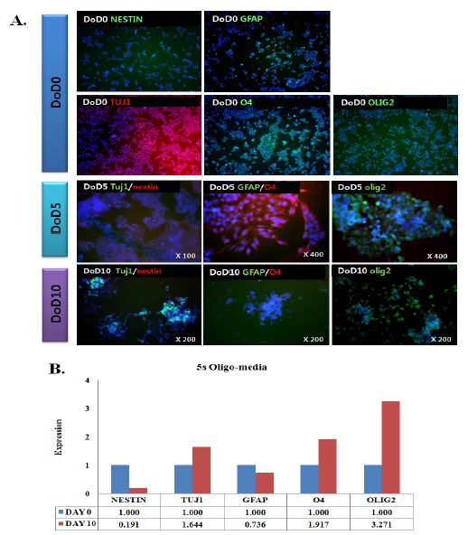 Immunocytochemical identification of 5s line cells during 10 days of differentiation into oligodendrocyte. NPC marker (NESTIN), neuronal lineage marker (TUJ1), glial lineage markers (GFAP, O4, and OLIG2) and undifferentiated marker (OCT4) were counter-stained with Hoechst33342 (nucleus marker).