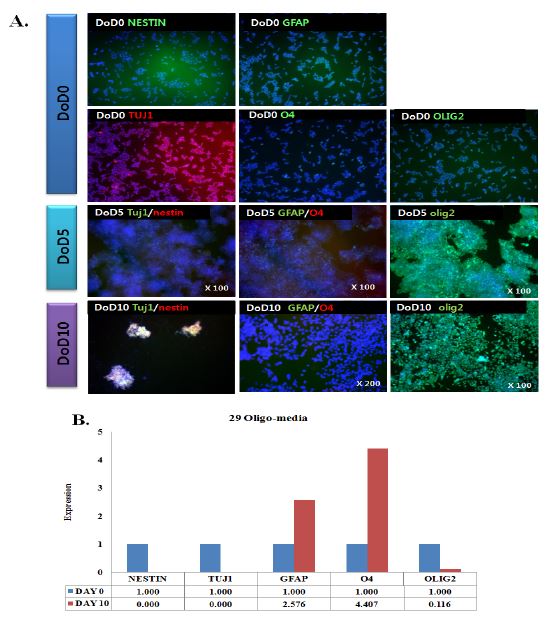 Immunocytochemical identification of 29 line cells during 10 days of differentiation into oligodendrocyte. NPC marker (NESTIN), neuronal lineage marker (TUJ1), glial lineage markers (GFAP, O4, and OLIG2) and undifferentiated marker(OCT4) were counter-stained with Hoechst33342 (nucleus marker).