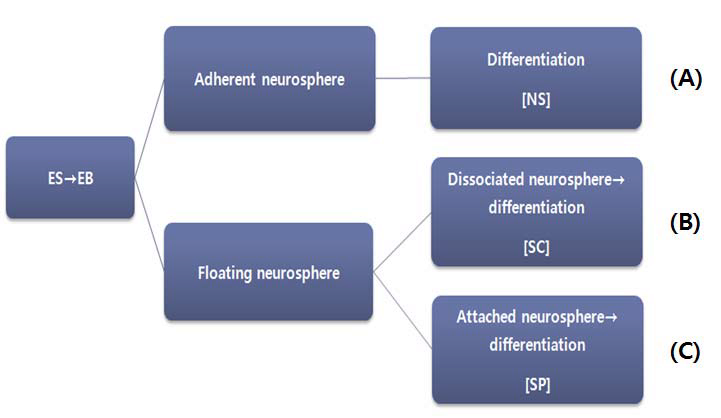 Differentiation methods for developmental neurotoxicity test (DNT). Mouse embryonic stem cell-derived embryoid bodies were induced for 6 days with retinoic acid. Formed EBs were then dissociated and seeded on PDL-coated dish and petri dish separately.