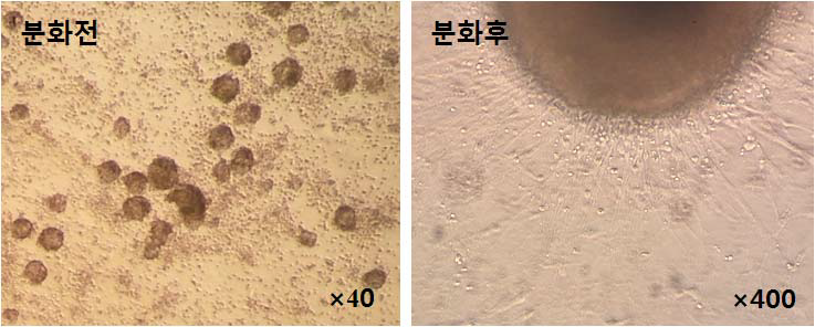 Morphology of differentiated cells (SP　method)