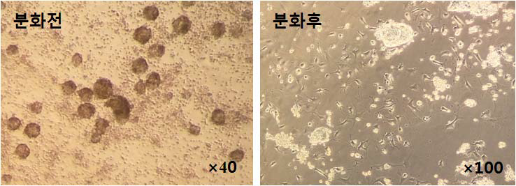 Morphology of differentiated cells (SC　method)