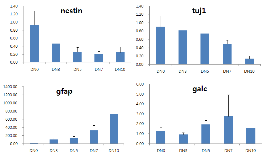 Gene expression patterns during 10 days of differentiation (SP method)