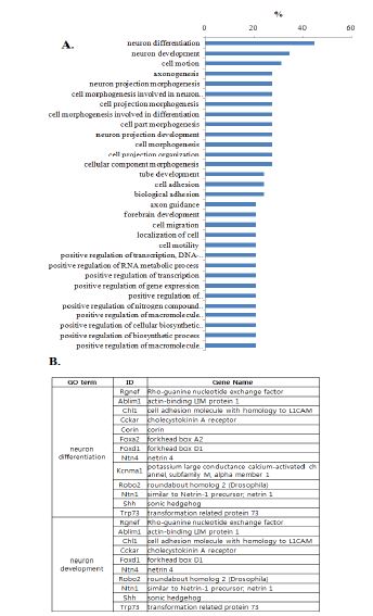 Gene ontology (GO) analysis of cluster1 (A). The genes involved in GO term: 