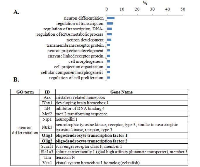 Gene ontology (GO) analysis of cluster2 (A). The genes involved in GO term: