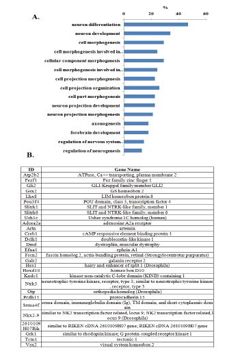 Gene ontology (GO) analysis of cluster4 (A). The genes involved in GO term:“neuron differentiation” were listed up (B).