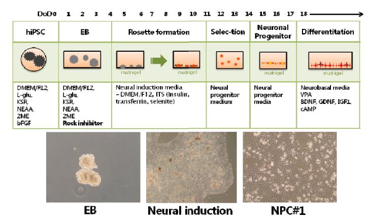 Differentiation procedure of hESC-derived hNPC and its morphology.