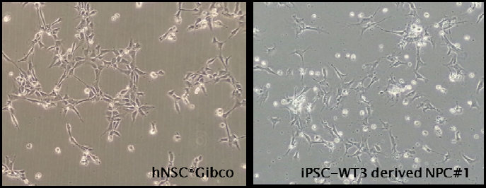The morphology of hESC-derived hNPC (right) compared to Gibco-N7800-100 (left).