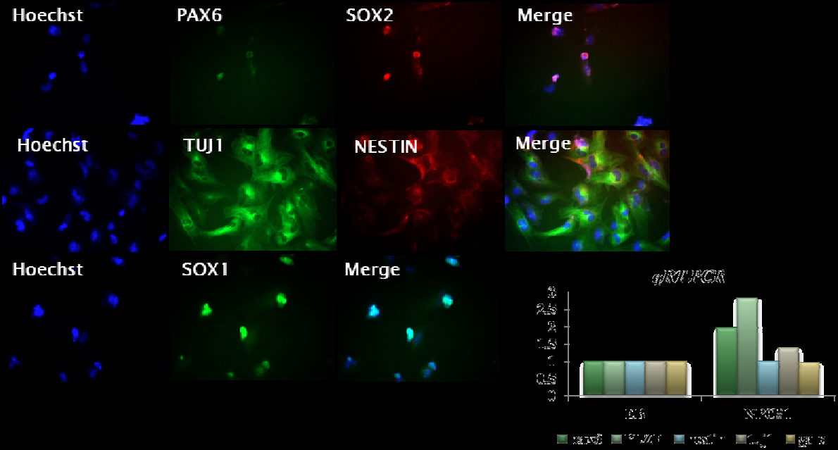 Expression of the neural lineage genes and proteins in hiPSC-derived NPC.
