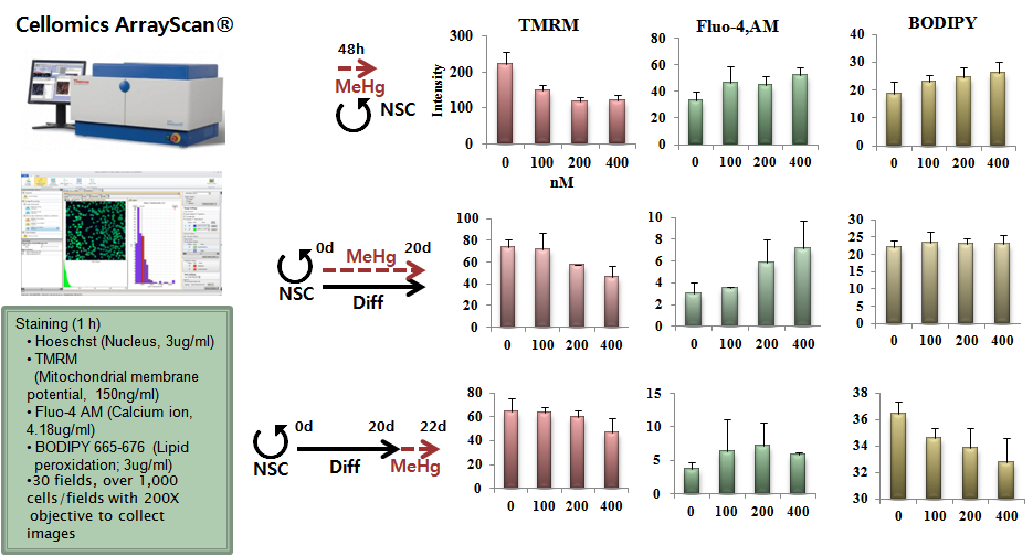 HCS results of hNSC, developing neurons and differentiated neurons treated with MeHg.