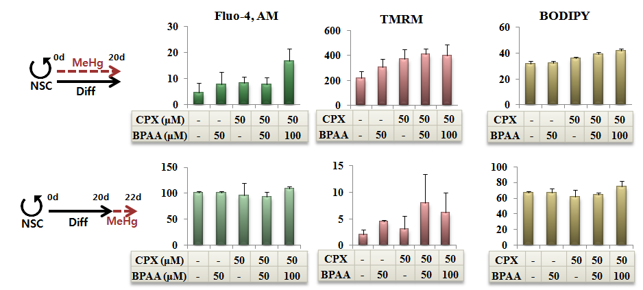 HCS results of hNSC, developing neurons and differentiated neurons treated with CPX/BPAA.