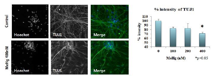 (좌): 신경줄기세포를 20일간 분화시킨 후 TUJ1을 염색 (우): TUJ1의 intensity 측정결과 대조군에 비해 MeHg 400nM 처리군에서 유의한 TUJ1 발현감소가 관찰됨.