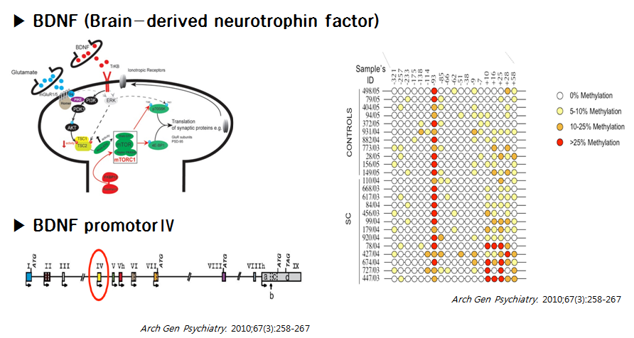 Pyrosequencing target site : BDNF promotor Ⅳ +10~+28 CpG site