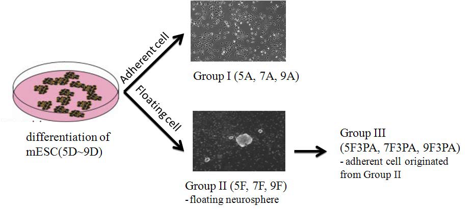 Flowchart of selection for neuroprogenitor cell during diffrentiation prodess from mESC