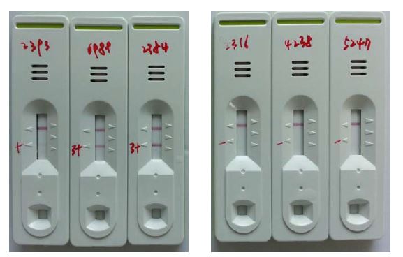 Final confirmation of ICT kit against positive and negative serum