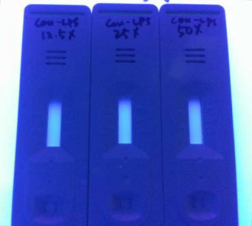 Determination of optimal concentration of coumarin-LPS conjugate