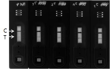 Evaluation of F-ICT kit by negative serum(lane 1) and 2-fold dilution of positive serum, ID 8888(lane 2-5). They were illuminated under Chemi-Doc.