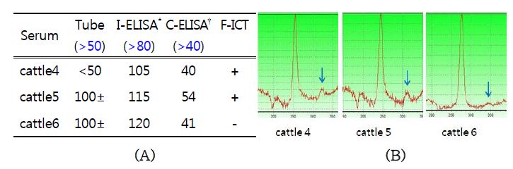 Comparison with results of conventional serological test(A) and F-ICT kit(B) against suspicious or weak positive sera. There was detected to positive in cattle 4 and 5, but negative in cattle 6 by F-ICT kit. * IDEXX, †Svanovire