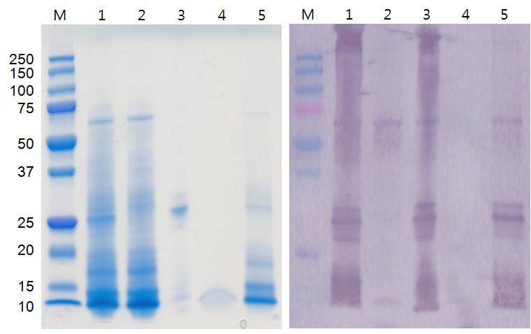 Electrophoretic and immunological analysis of antigens from B. canis M(-) strain by purification steps.