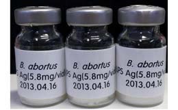 Freeze-dried smooth-LPS from B. abortus 1119-3.